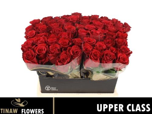 Rosa grootbloemig Upper Class