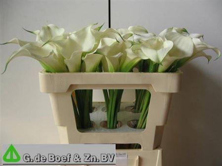 Zantedeschia 'Captain Ventura'