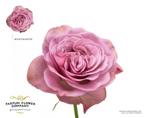 Rosa grootbloemig Mont Martre+