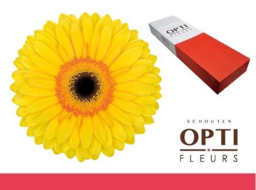 Gerbera grootbloemig 'Apollo'