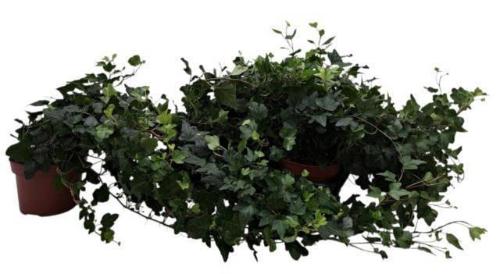 Hedera helix 'Wonder'