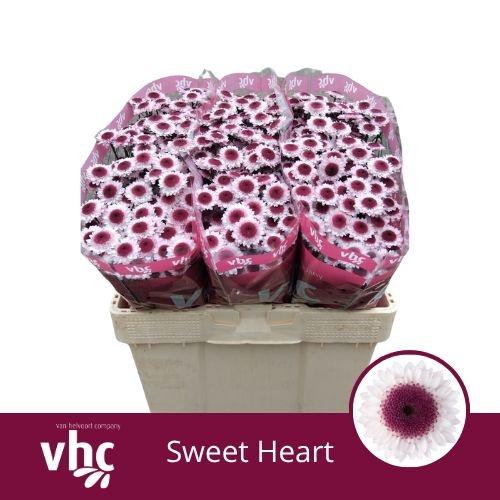 Chrysanthemum Indicum Grp tros santini Sweetheart