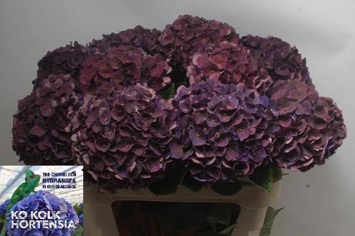 Hydrangea macrophylla 'Mon Amour' (classic)