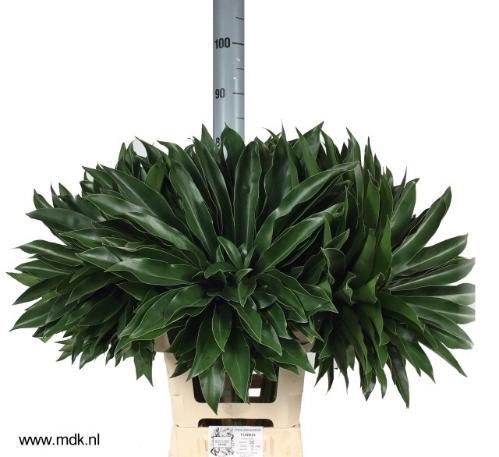 Philodendron 'Fun Bun'