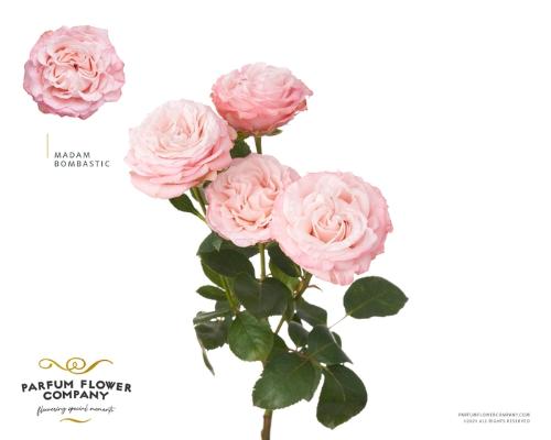 Rosa tros Madam Bombastic