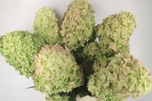Hydrangea paniculata Magical Candle (classic)