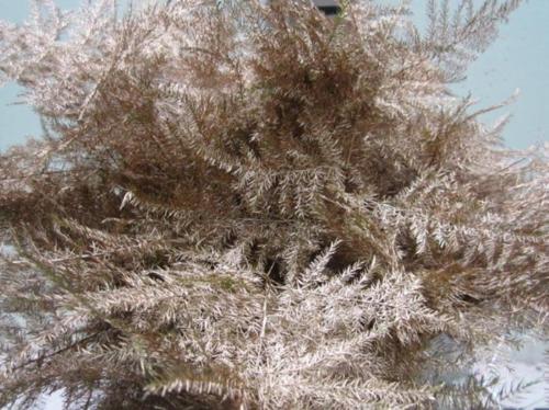 Asparagus overig kleurbehandeld H%