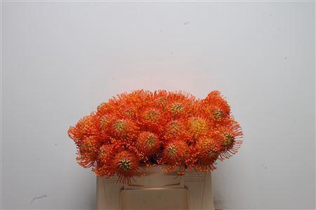Leucospermum cordifolium 'Neena'