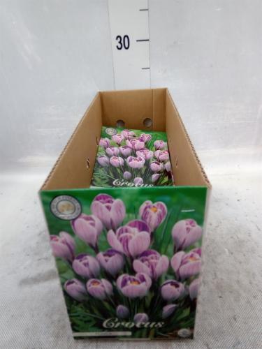 Crocus (bol)