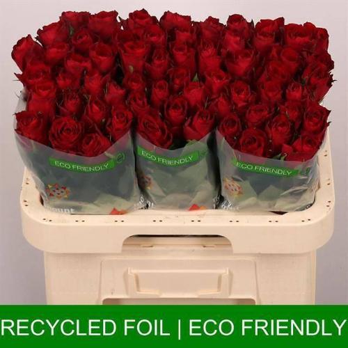 Rosa grootbloemig Madam Red