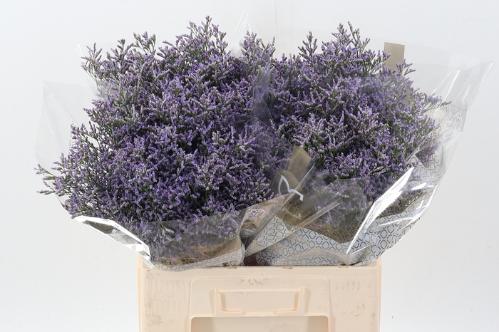 Limonium 'Skylight'