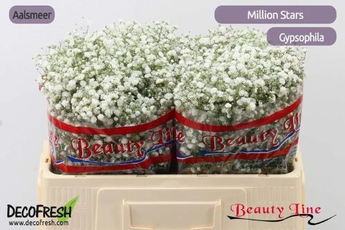 Gypsophila paniculata 'Million Stars'