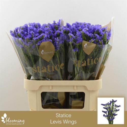 Limonium sinuatum Levis Wings