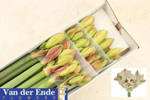 Hippeastrum Double Galaxy Grp 'Irinia'