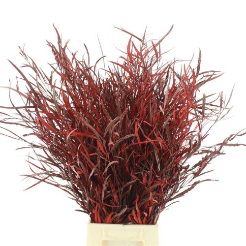 Decoratiegroen kleurbehandeld per bos H%