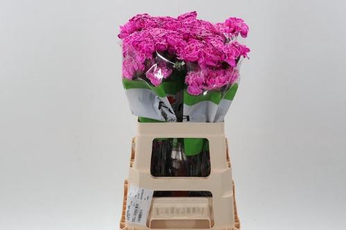 Dianthus standaard kleurbehandeld H%