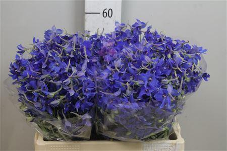 Delphinium Belladonna Grp enkelbloemig 'Volkerfrieden'