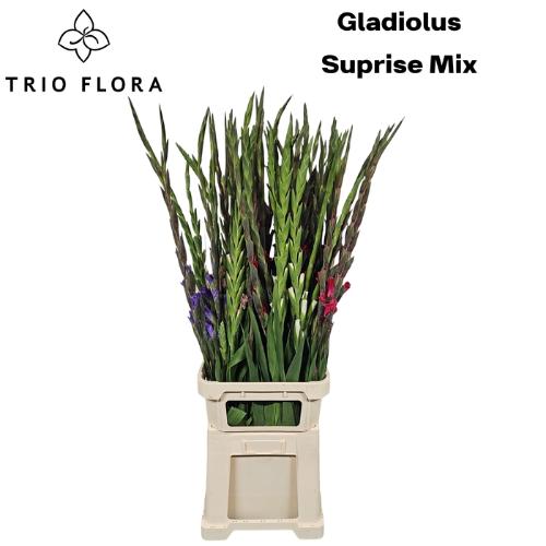 Gladiolus grootbloemig gemengd in fust