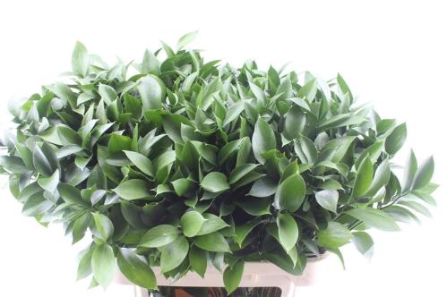 Ruscus hypophyllum (groot blad)