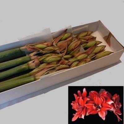 Hippeastrum (Double Galaxy Grp) 'Flamed Amadeus'