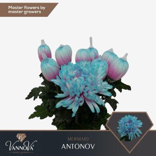 Chrysanthemum (Indicum Grp) geplozen Antonov kleurbehandeld H%