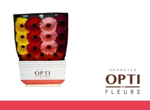 Gerbera grootbloemig gemengd op rij