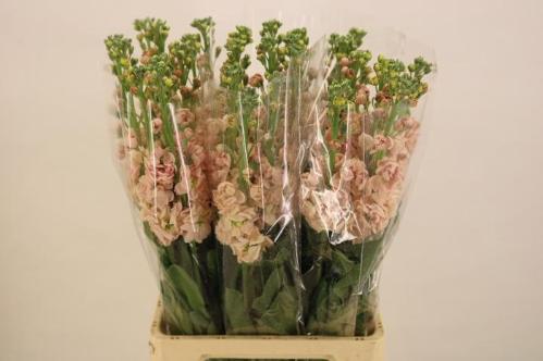 Matthiola incana 'Iron Apricot'