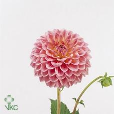 Dahlia 'Linda's Baby'