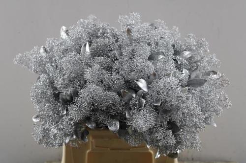 Skimmia per bos overig kleurbehandeld H%