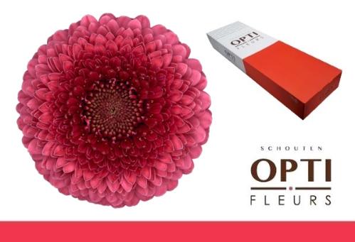 Gerbera mini bolvormig Pomponi Gonzo