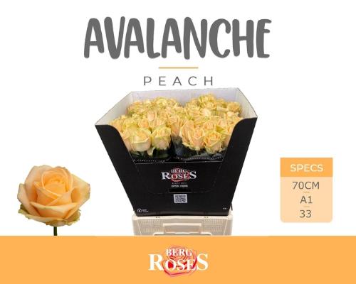 Rosa grootbloemig Avalanche Peach+
