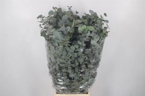 Eucalyptus per bos cinerea