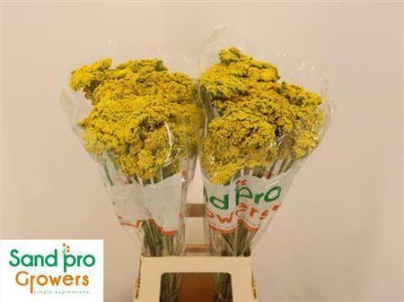 Achillea filipendulina 'Parkers Variety'