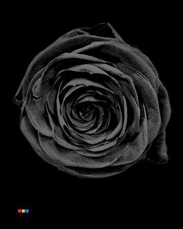 Rosa grootbloemig kleurbehandeld H%