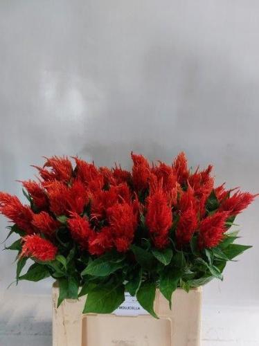 Celosia Plumosa Grp 'Century Fire'