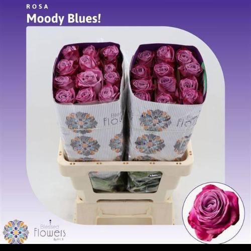Rosa grootbloemig Moody Blues!