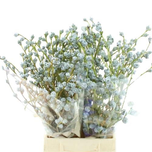 Eucalyptus per bos overig bloem