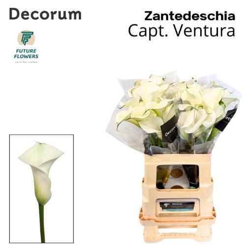 Zantedeschia 'Captain Ventura'
