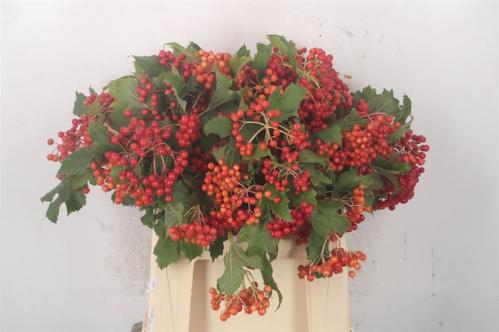 Viburnum per tak opulus 'Compactum'
