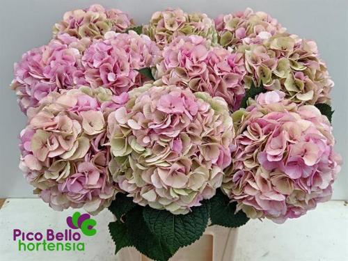 Hydrangea macrophylla My Beautiful Vienna (classic)