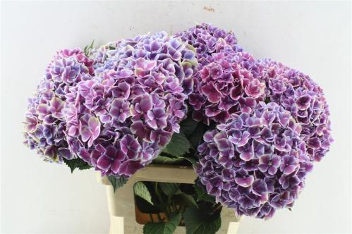 Hydrangea macrophylla My Beautiful Rio (blauw)