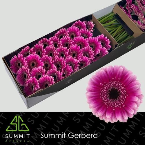 Gerbera mini Design