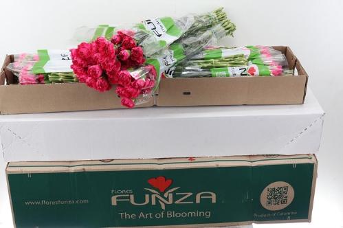 Dianthus standaard overig