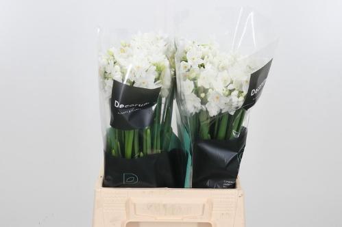 Narcissus Tazetta Grp met blad 'Ziva'