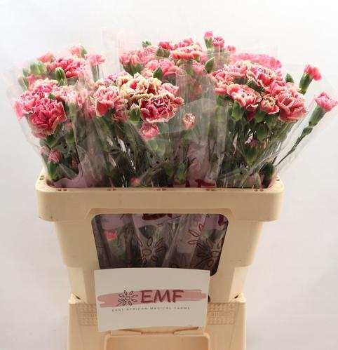 Dianthus tros Spring+