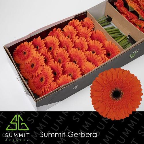 Gerbera grootbloemig 'Candela'