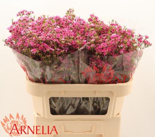 Chamelaucium 'Happy Days'