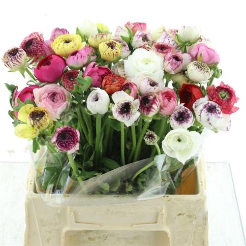 Ranunculus overig