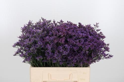 Limonium Piuma Dark Blue