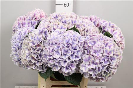 Hydrangea macrophylla 'Sunsation' (paars)